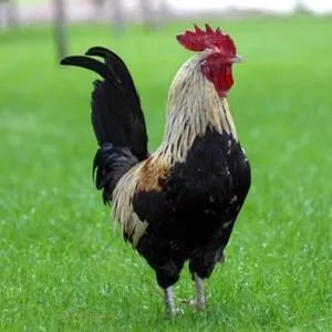 Denizli fotoğrafı 54