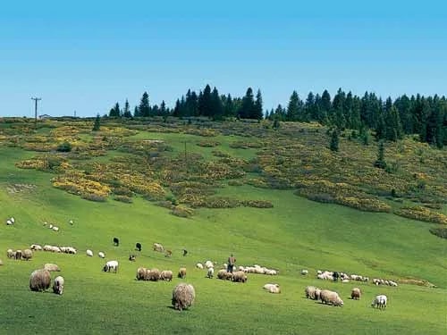 Giresun fotoğrafı 4