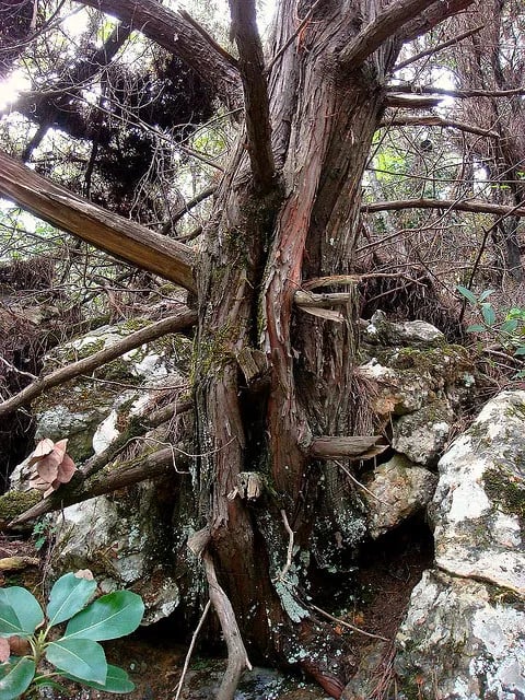 Davutlar fotoğrafı 2