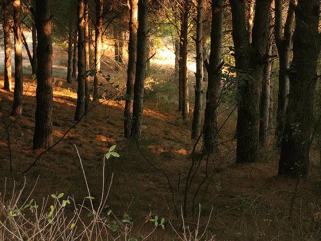 Davutlar fotoğrafı 24