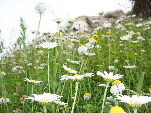 Davutlar fotoğrafı 4