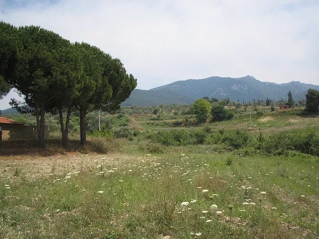 Davutlar fotoğrafı 1