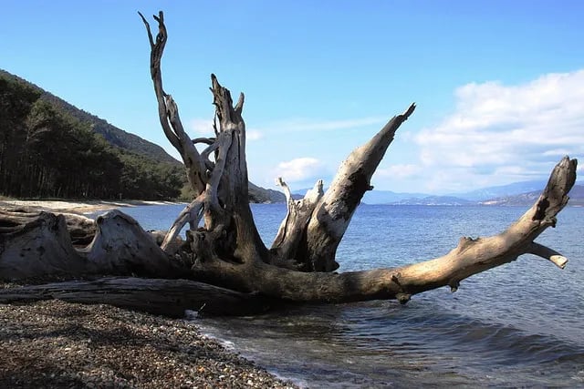 Davutlar fotoğrafı 17