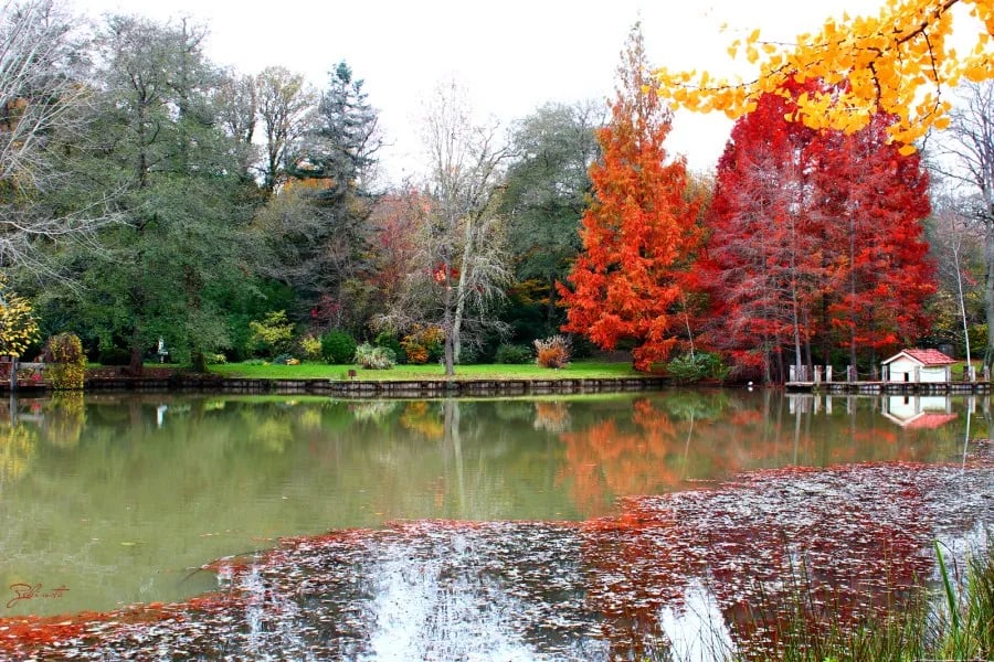 Atatürk Arboretumu