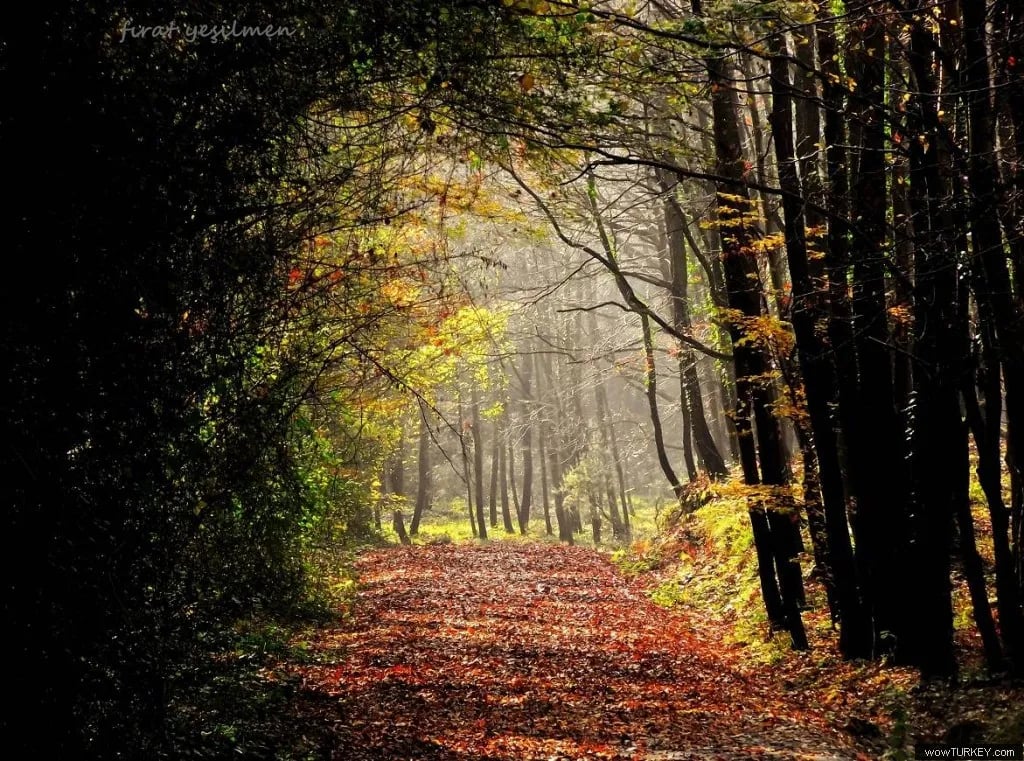 Atatürk Arboretumu fotoğrafı 8