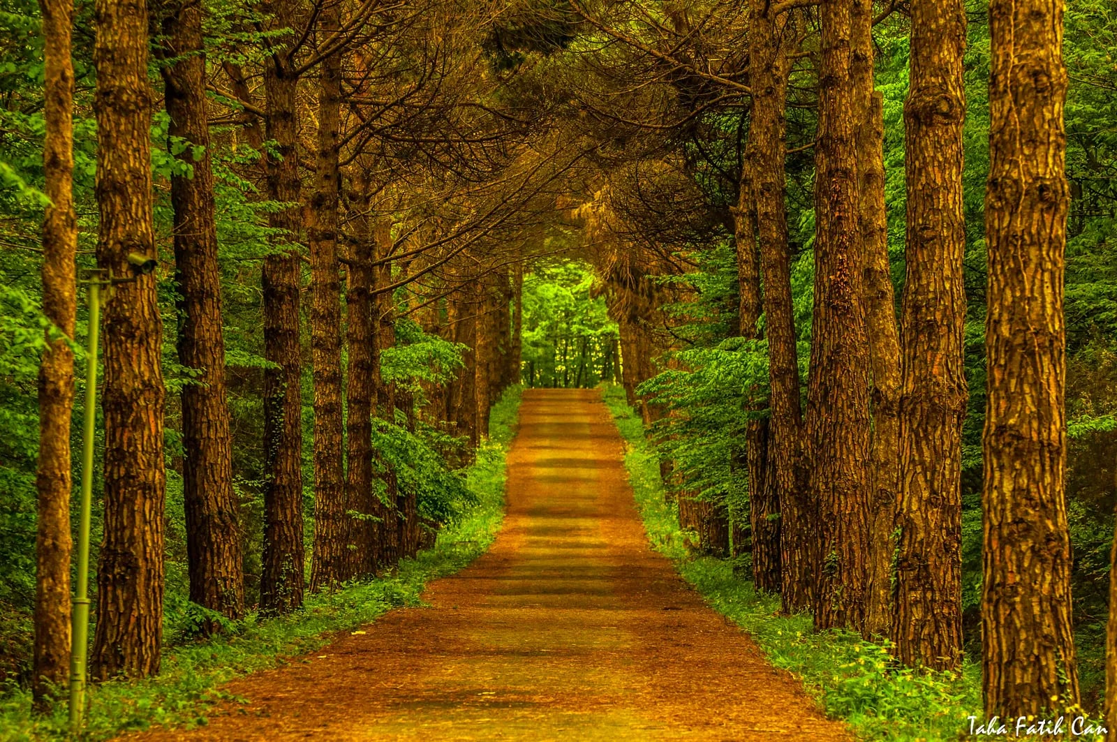 Atatürk Arboretumu fotoğrafı 12