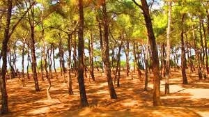 Büyükada fotoğrafı 4