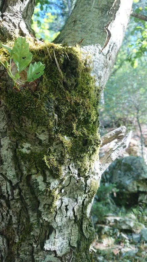 Kaz Dağları; Yaşlı bir ağcın üstünde çıkmış olan yosunlar.