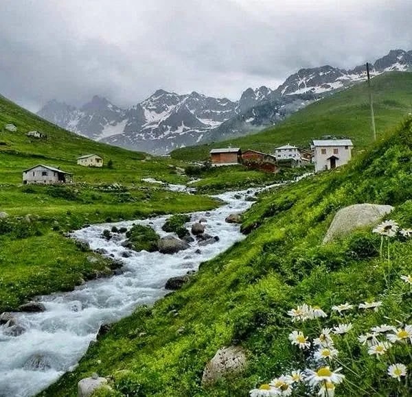 Artvin yaylasında karlı zirvelerin altından akan dere ve ahşap evler