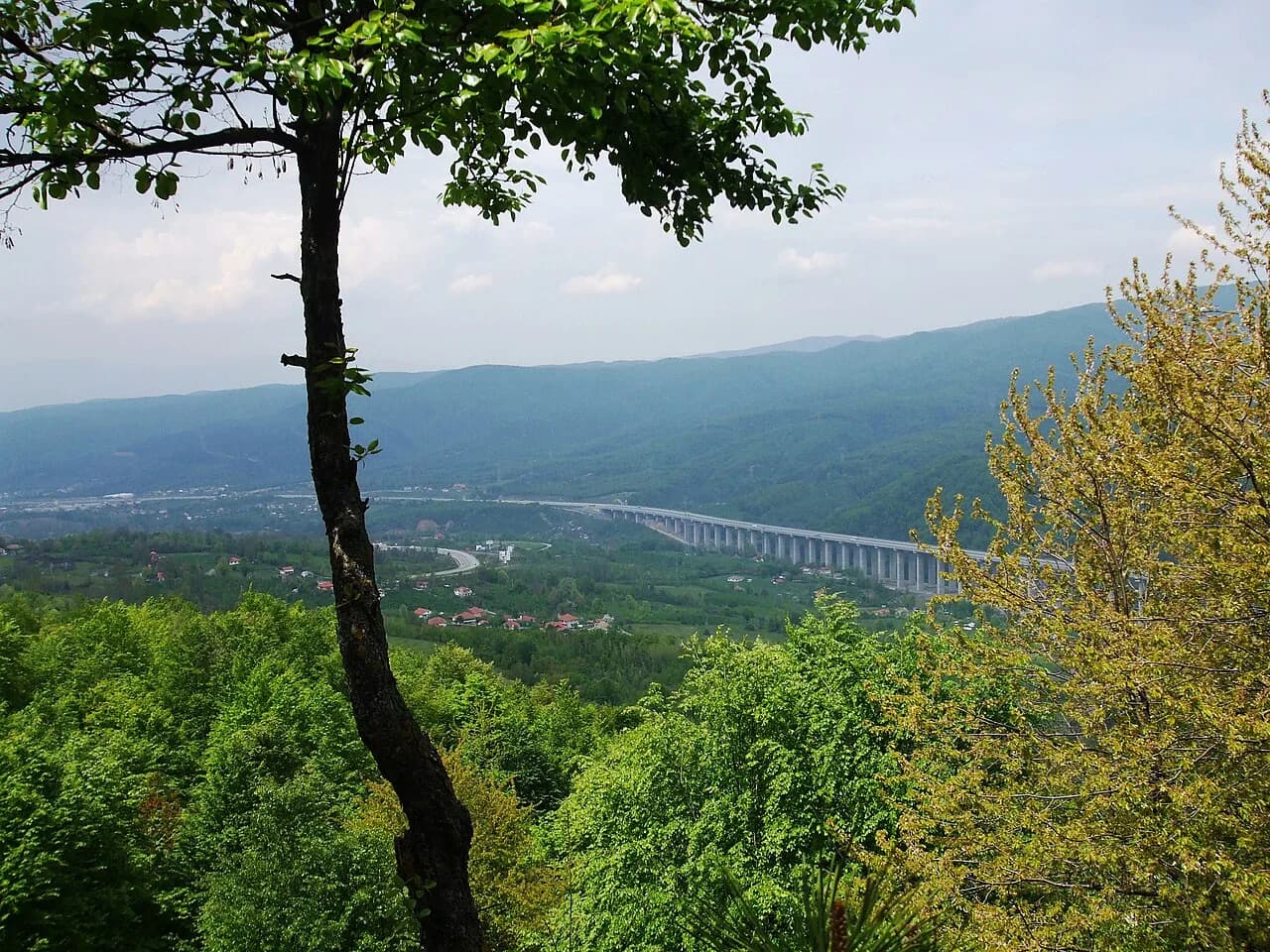 Kaynaşlı