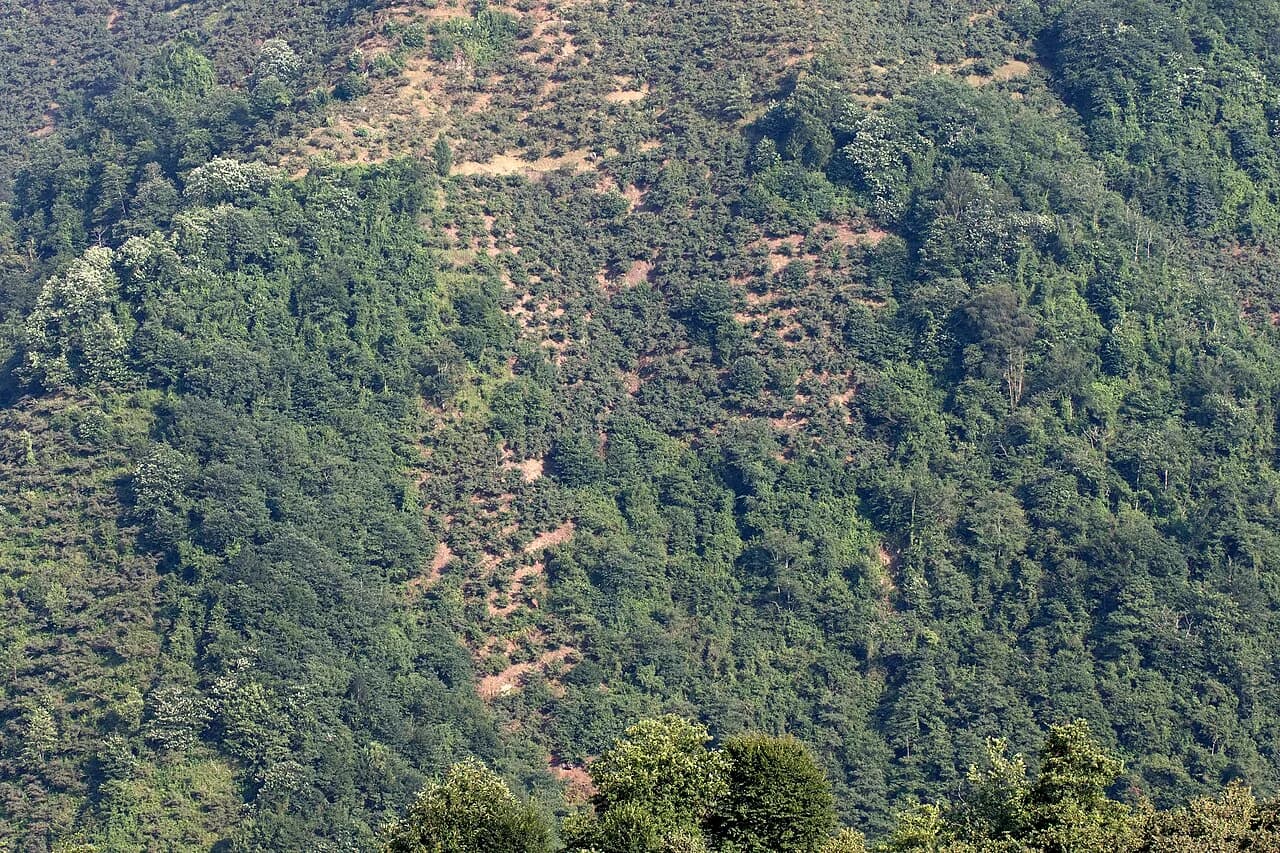 Tombul Fındık Bahçeleri (Keşap)