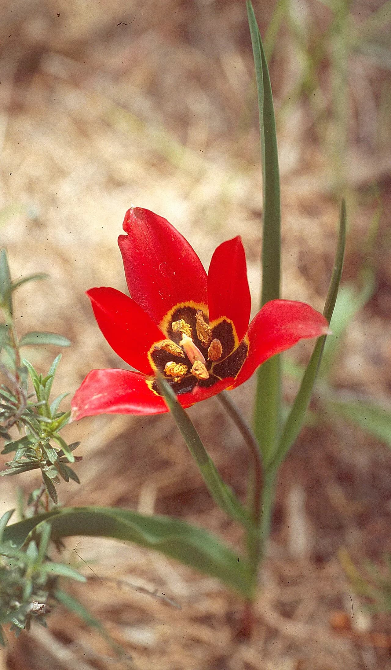 Muş Lalesi (Tulipa armena): Doğal Yataklar