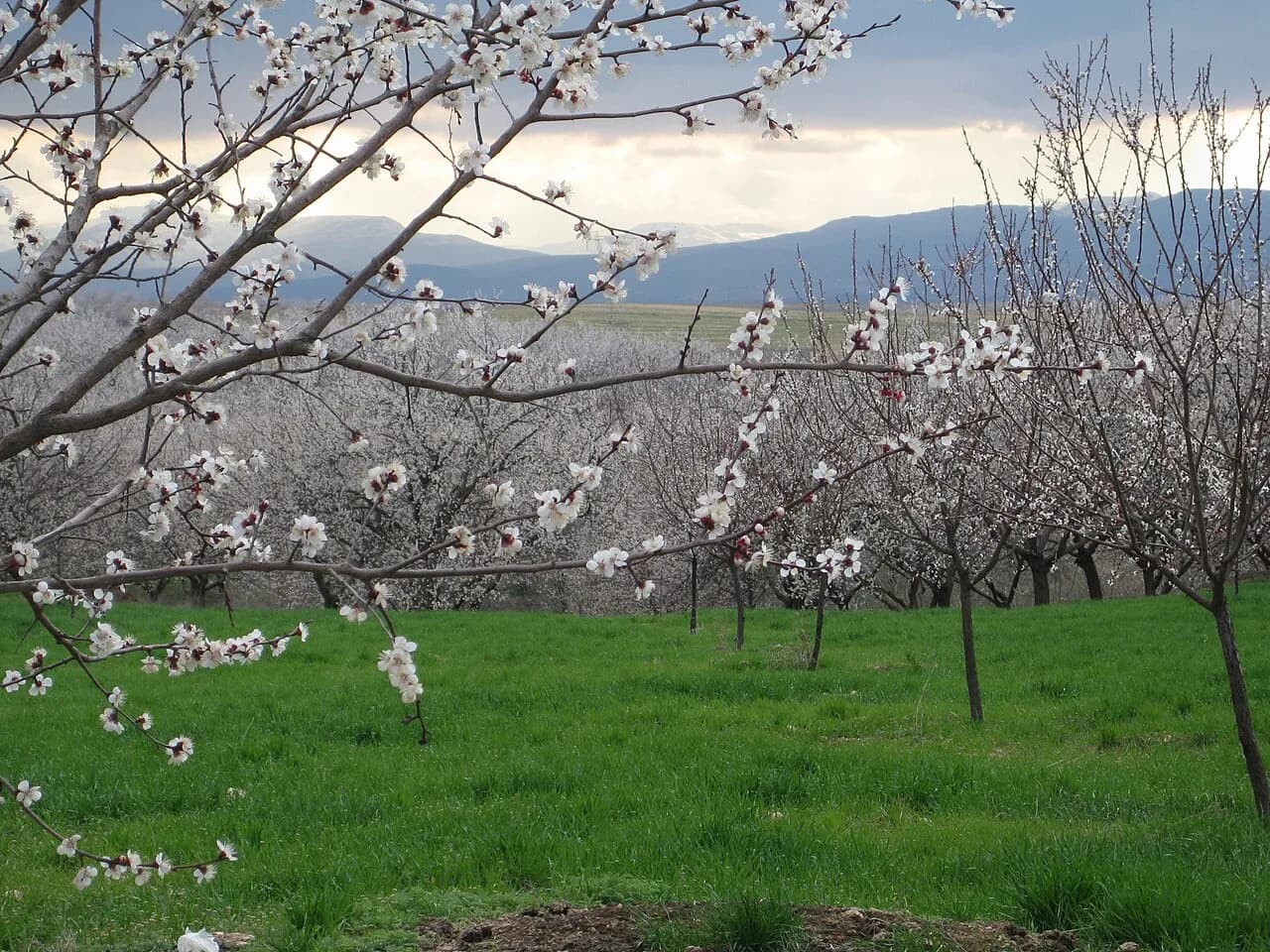 Malatya Ovası (Kayısı Bahçeleri)