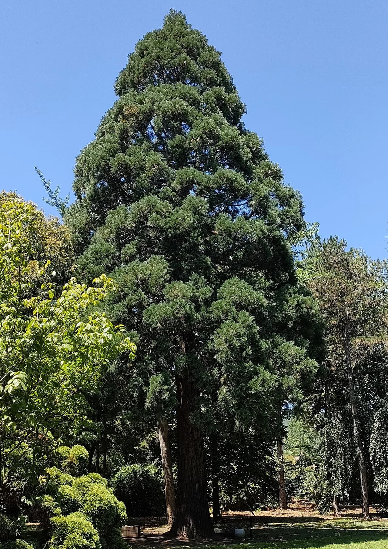 Karaca Arboretum