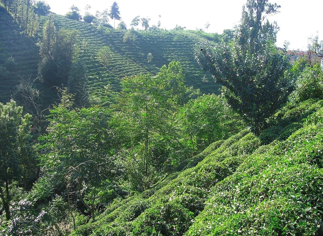 Rize Çay Bahçeleri