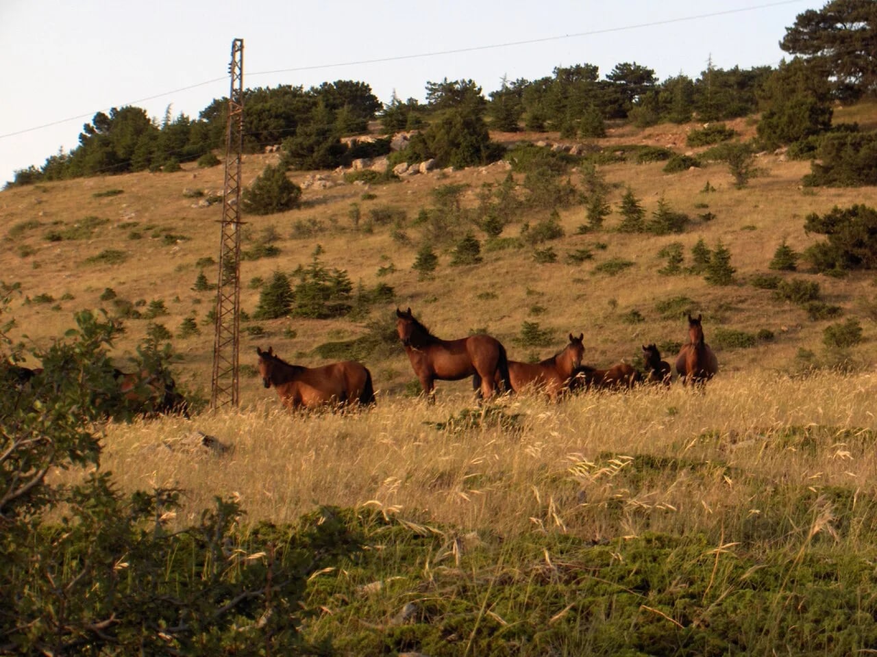 Spil Dağı Milli Parkı