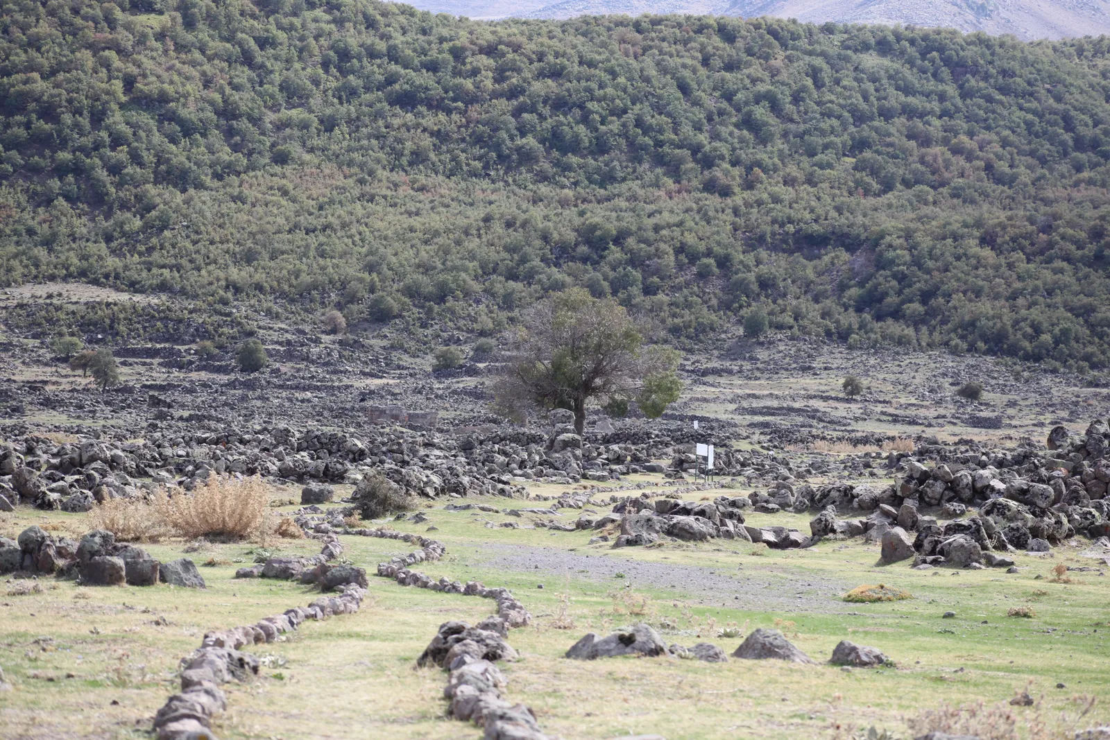 Taşla çevrili patikanın ören alanına uzanışı; ortada yalnız bir ağaç, arkada meşelik yamaç