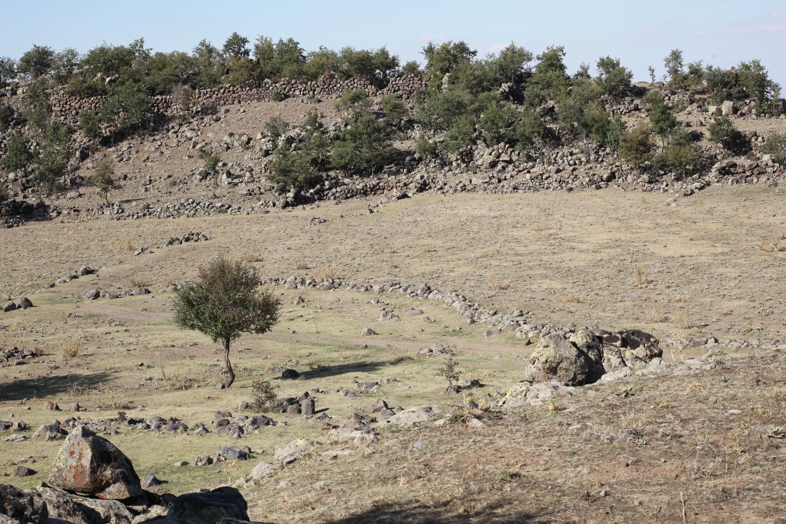 Tepe boyunca uzanan uzun taş duvar hattı ve önündeki çayırda tek bir ağaç