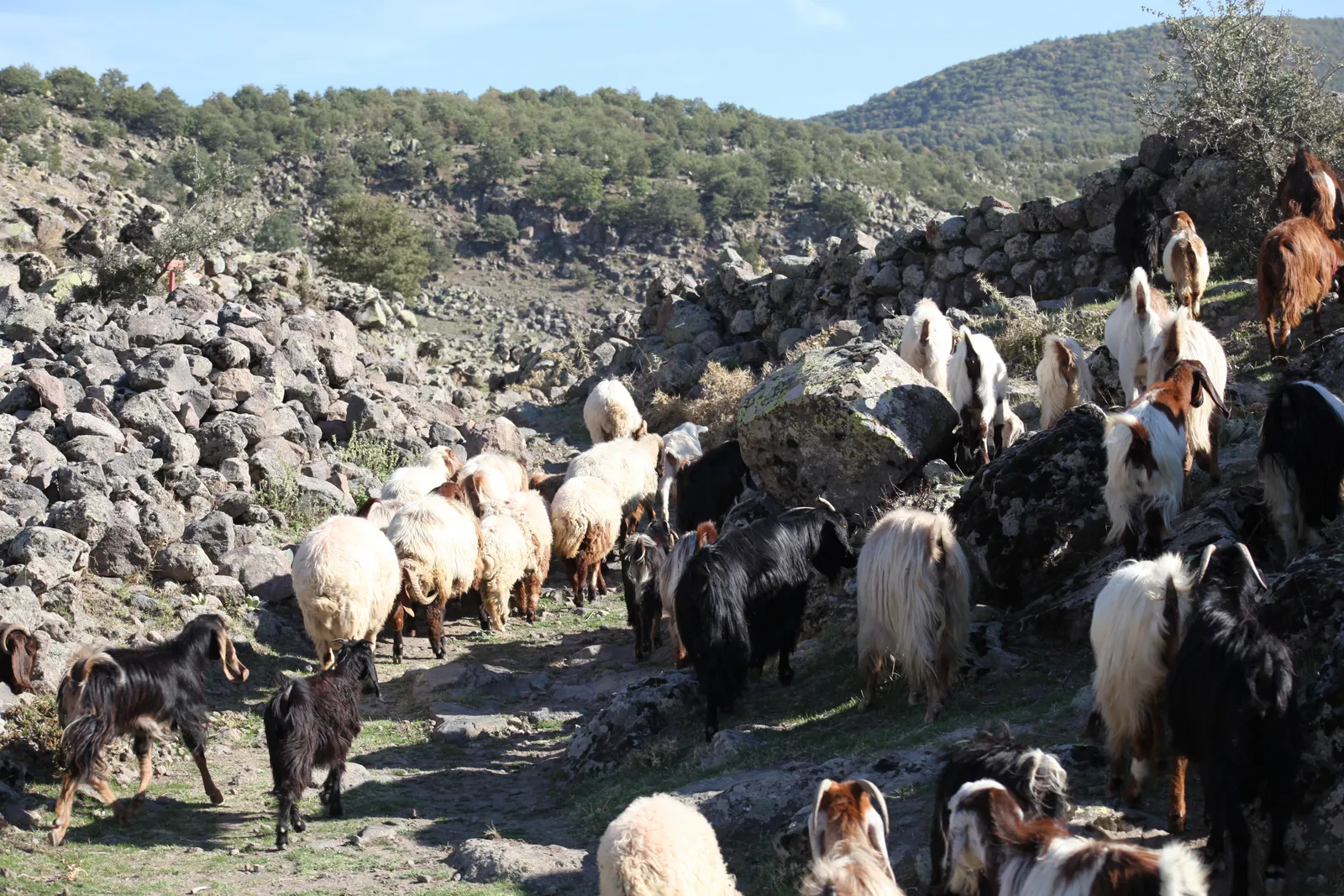Taş duvarlar arasındaki patikadan geçen koyun ve keçi sürüsü